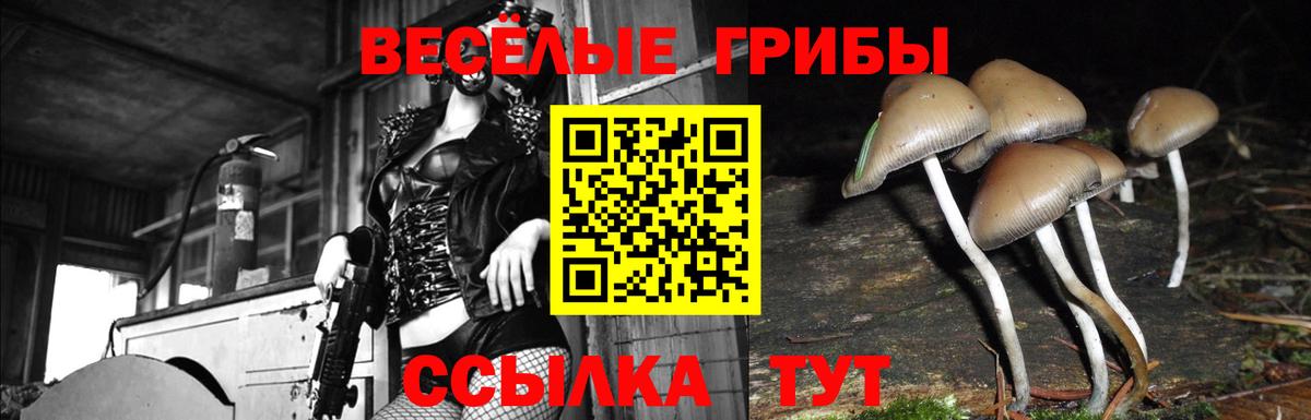 Псилоцибиновые грибы Psilocybine cubensis  Лабытнанги 